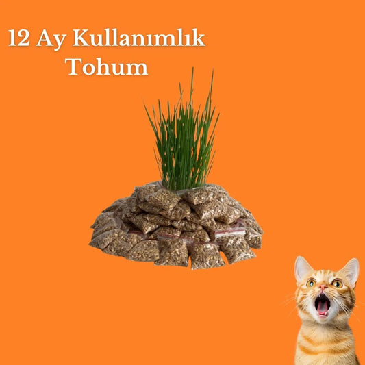 Patimora AquaGrow Kedi Çimi Dolum Tohum Paketi - 12 Aylık Kullanım